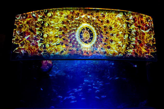 世界初！3Dで体験する“夜の水族館” 新江ノ島水族館で「ナイトアクアリウム」開催｜写真9