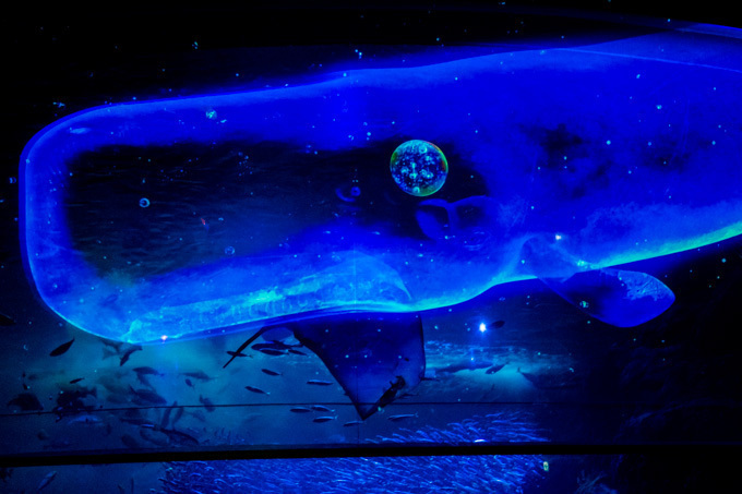 世界初！3Dで体験する“夜の水族館” 新江ノ島水族館で「ナイトアクアリウム」開催｜写真13