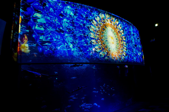 世界初！3Dで体験する“夜の水族館” 新江ノ島水族館で「ナイトアクアリウム」開催｜写真17