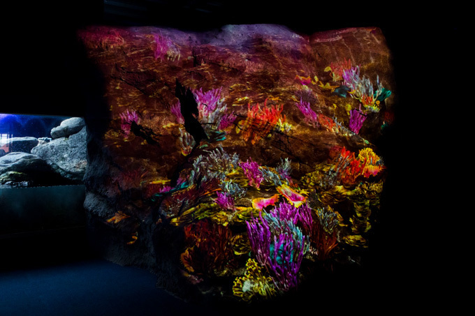 世界初！3Dで体験する“夜の水族館” 新江ノ島水族館で「ナイトアクアリウム」開催｜写真24