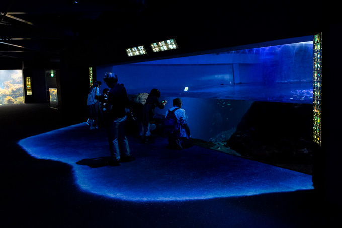 世界初！3Dで体験する“夜の水族館” 新江ノ島水族館で「ナイトアクアリウム」開催 | 写真