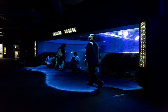 世界初！3Dで体験する“夜の水族館” 新江ノ島水族館で「ナイトアクアリウム」開催｜写真27