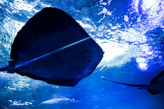 世界初！3Dで体験する“夜の水族館” 新江ノ島水族館で「ナイトアクアリウム」開催｜写真31
