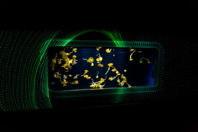 世界初！3Dで体験する“夜の水族館” 新江ノ島水族館で「ナイトアクアリウム」開催｜写真35