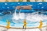 「マツケンサンバⅡ」にあわせてイルカパフォーマンス＆イワシの群れが泳ぐ！仙台うみの杜水族館コラボ企画