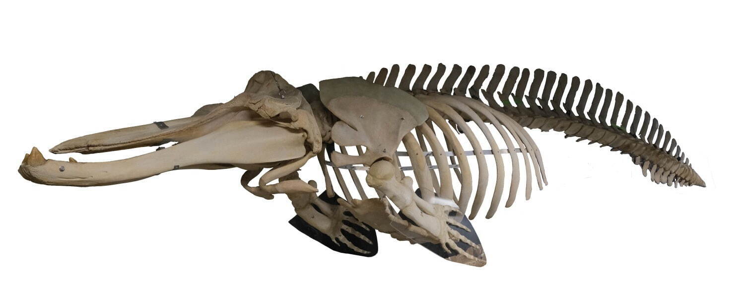 ツチクジラの全身骨格
(国立科学博物館所蔵)
