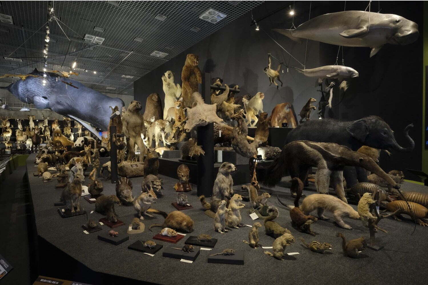 特別展「大哺乳類展3」国立科学博物館で、陸・海の生物剝製標本