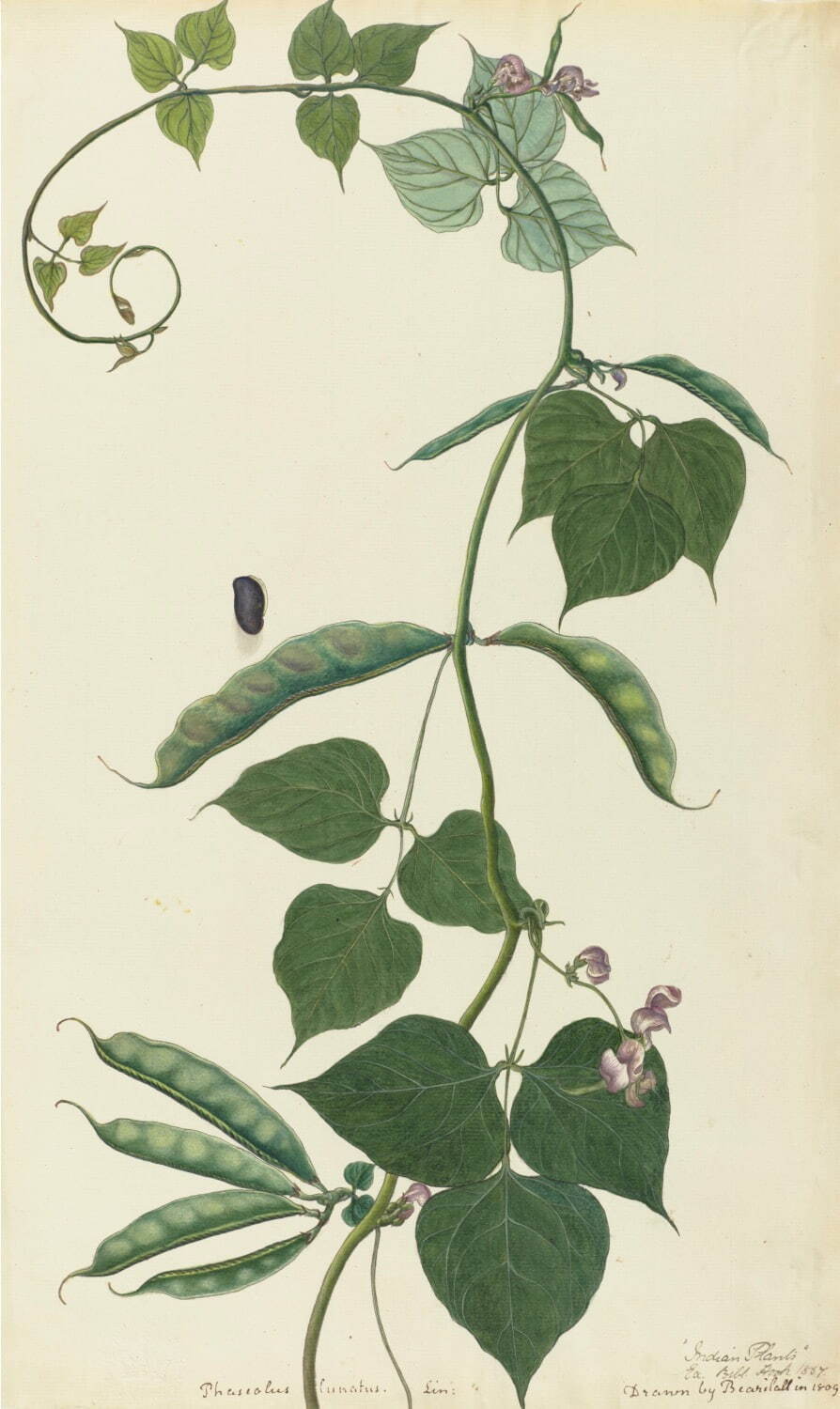プヤレ・ラル 《ライ豆》 1809年 キュー王立植物園蔵
©︎RBG KEW