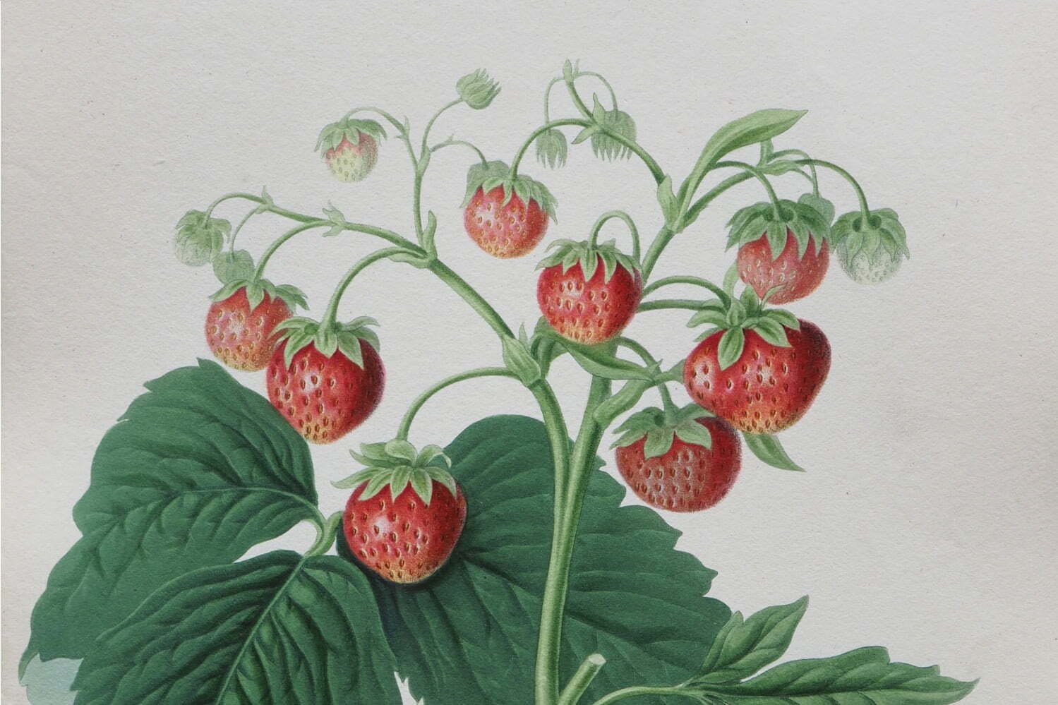 企画展「おいしいボタニカル・アート」茨城県近代美術館で - 食にまつわる“精緻な植物画”を紹介