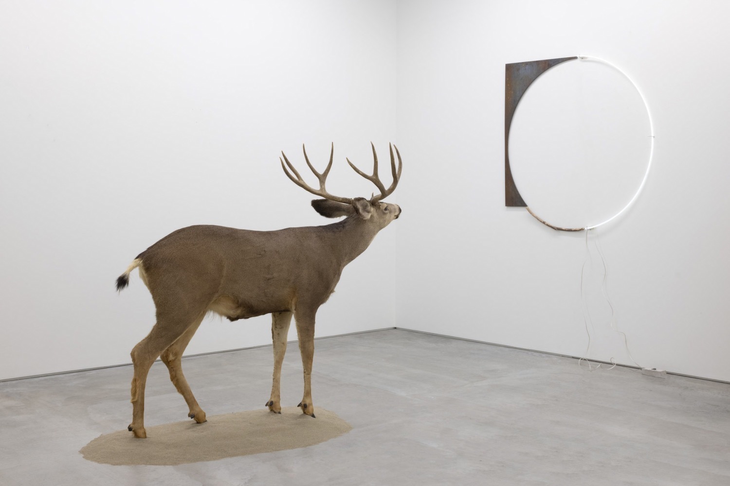 企画展「未完の始まり」豊田市美術館で - “ミュージアムの可能性”を探る、ガブリエル・リコら5人が出品