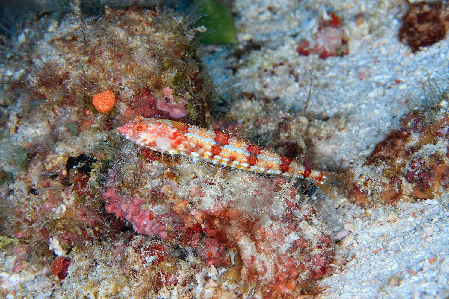 アカエソ 撮影:内野啓道 写真提供:神奈川県立生命の星 地球博物館