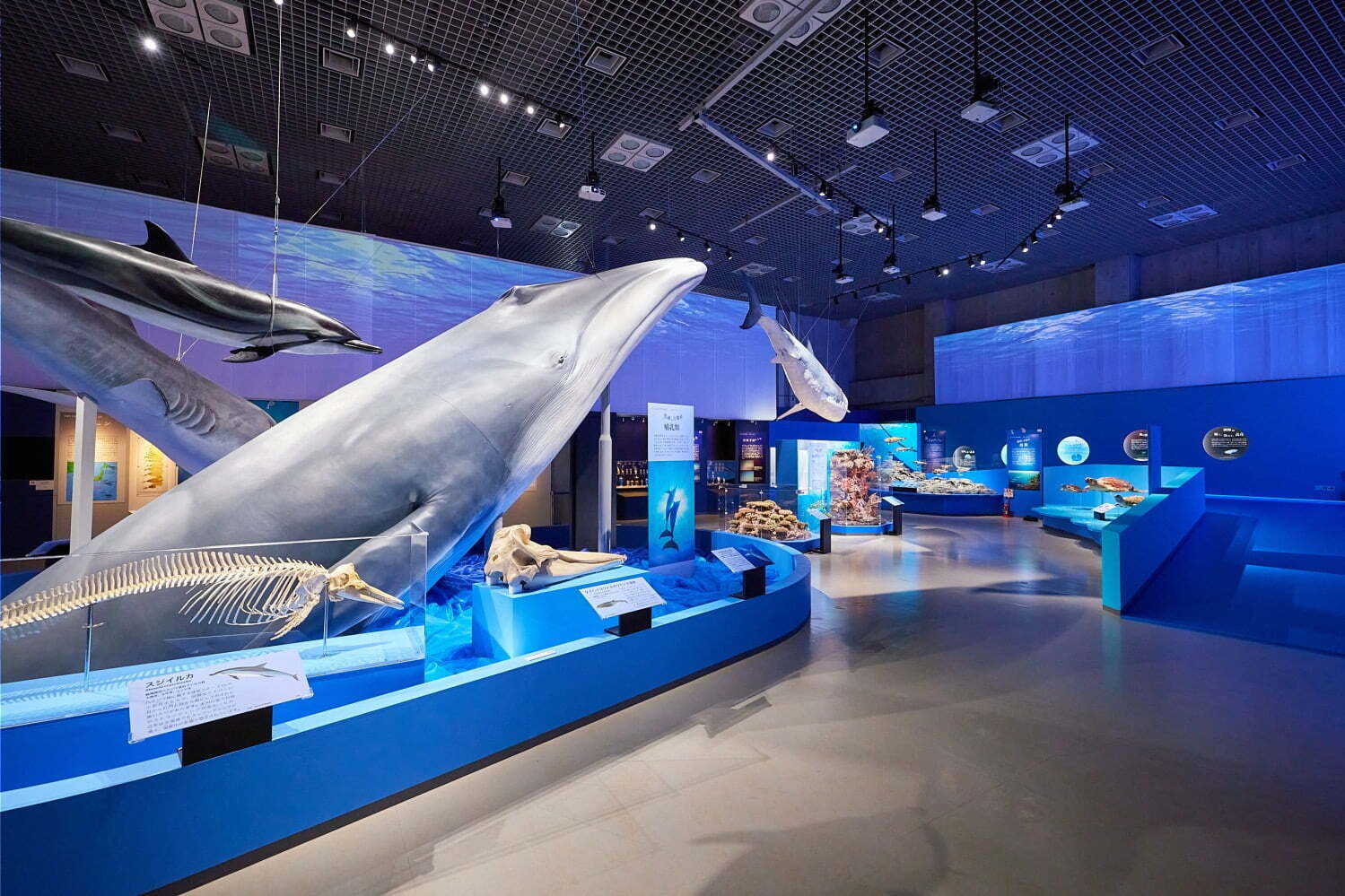 特別展「海─生命のみなもと─」名古屋市科学館で - “海の誕生から現在まで”多様な生物とともに紹介