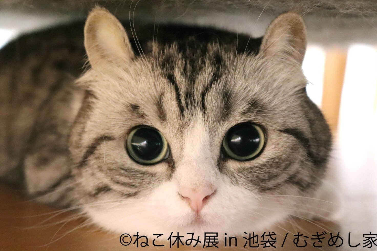 猫の合同写真展「ねこ休み展 in 池袋」サンシャインシティで、ほっこり作品展示＆限定グッズ販売