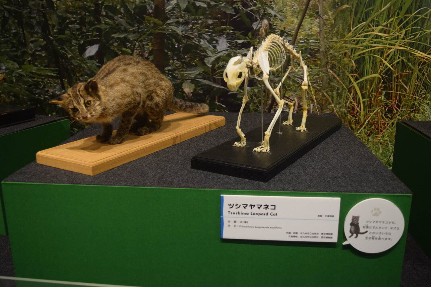 写真5/10｜特別展「ネコ」大阪市立自然史博物館で - “究極の