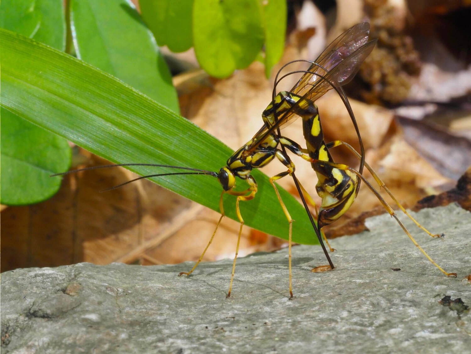 特別展「昆虫」がパワーアップ、“マニアックな昆虫”の魅力に迫る - 東京・国立科学博物館で｜写真6