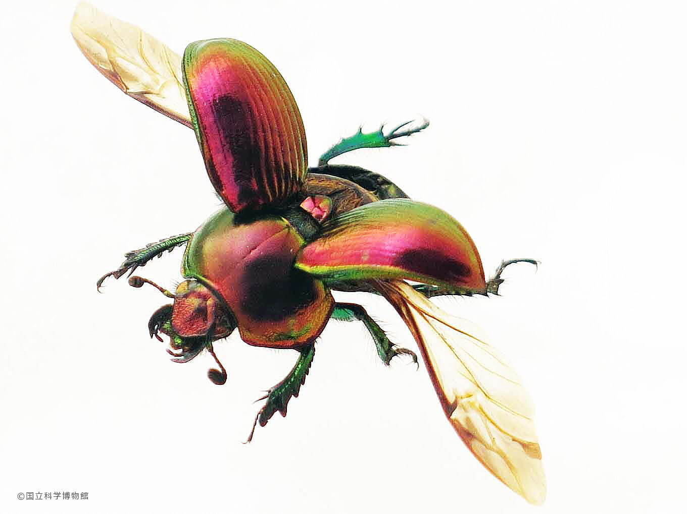 特別展「昆虫」がパワーアップ、“マニアックな昆虫”の魅力に迫る - 東京・国立科学博物館で｜写真1