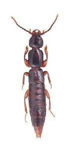 特別展「昆虫」がパワーアップ、“空飛ぶ巨大模型”などマニアックな昆虫の魅力を東京・国立科学博物館で｜写真21