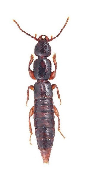 特別展「昆虫」がパワーアップ、“空飛ぶ巨大模型”などマニアックな昆虫の魅力を東京・国立科学博物館で｜写真21