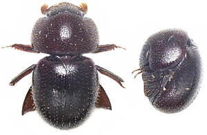 特別展「昆虫」がパワーアップ、“空飛ぶ巨大模型”などマニアックな昆虫の魅力を東京・国立科学博物館で｜写真10