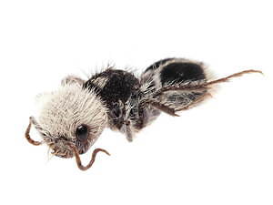 特別展「昆虫」がパワーアップ、“空飛ぶ巨大模型”などマニアックな昆虫の魅力を東京・国立科学博物館で｜写真9