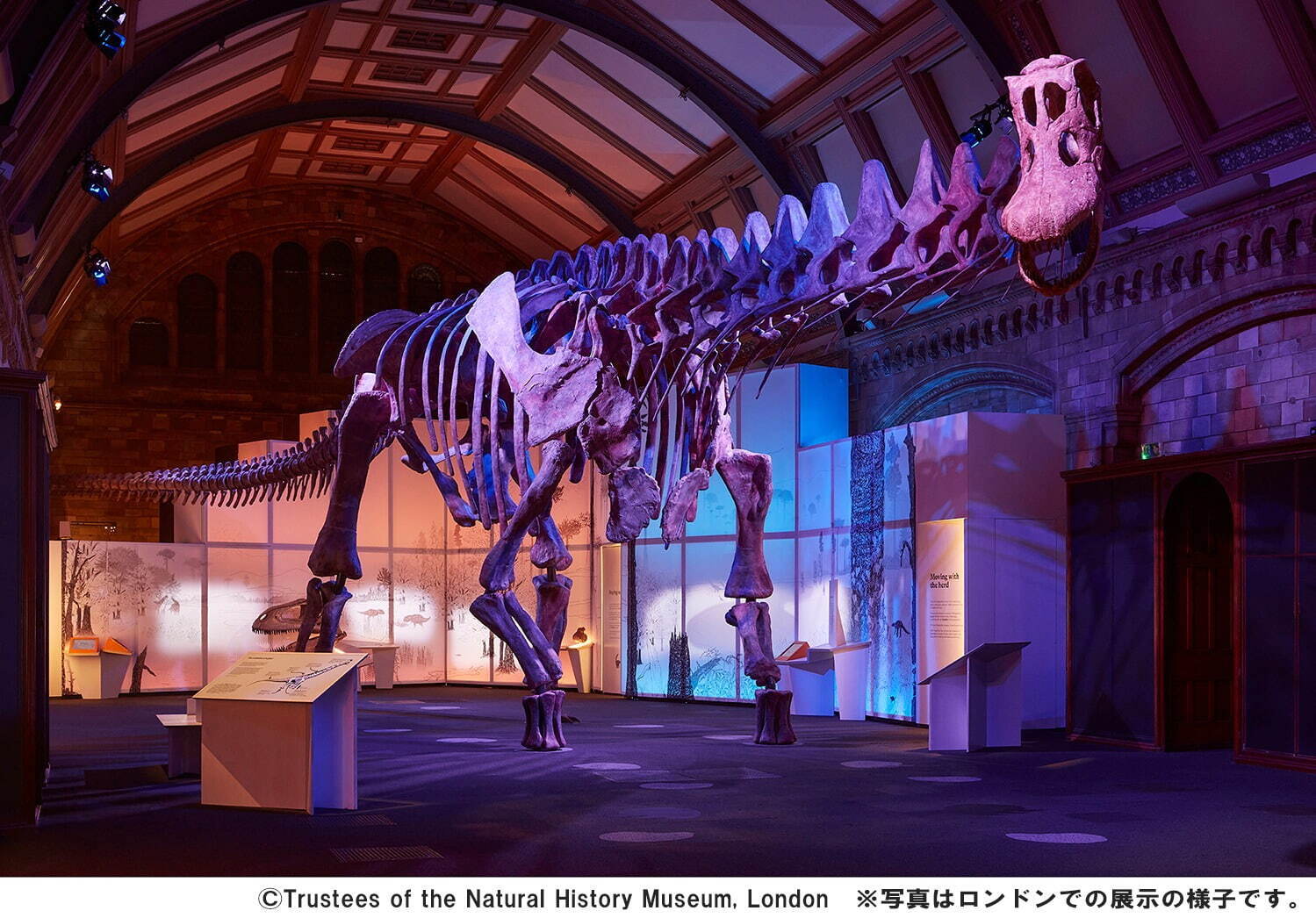 「巨大恐竜展 2024」横浜で、“世界最大級”全長約37mのパタゴティタン・マヨルム全身復元骨格標本｜写真2