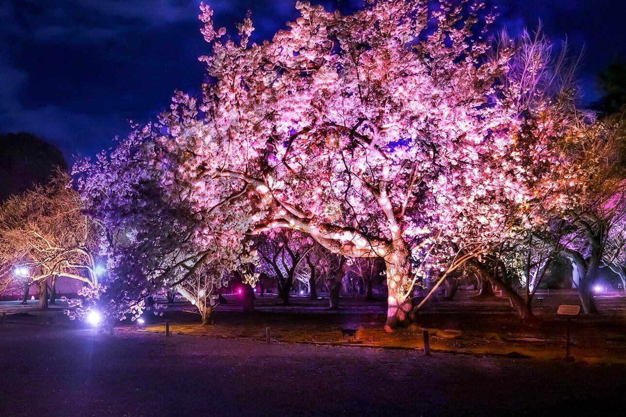 京都・二条城で“アートなお花見”「ネイキッド桜まつり」夜桜ライトアップやデジタルアート、桜スイーツも｜写真3