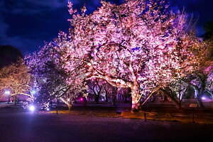 京都・二条城で“アートなお花見”「ネイキッド桜まつり」夜桜ライトアップやデジタルアート、桜スイーツも｜写真3
