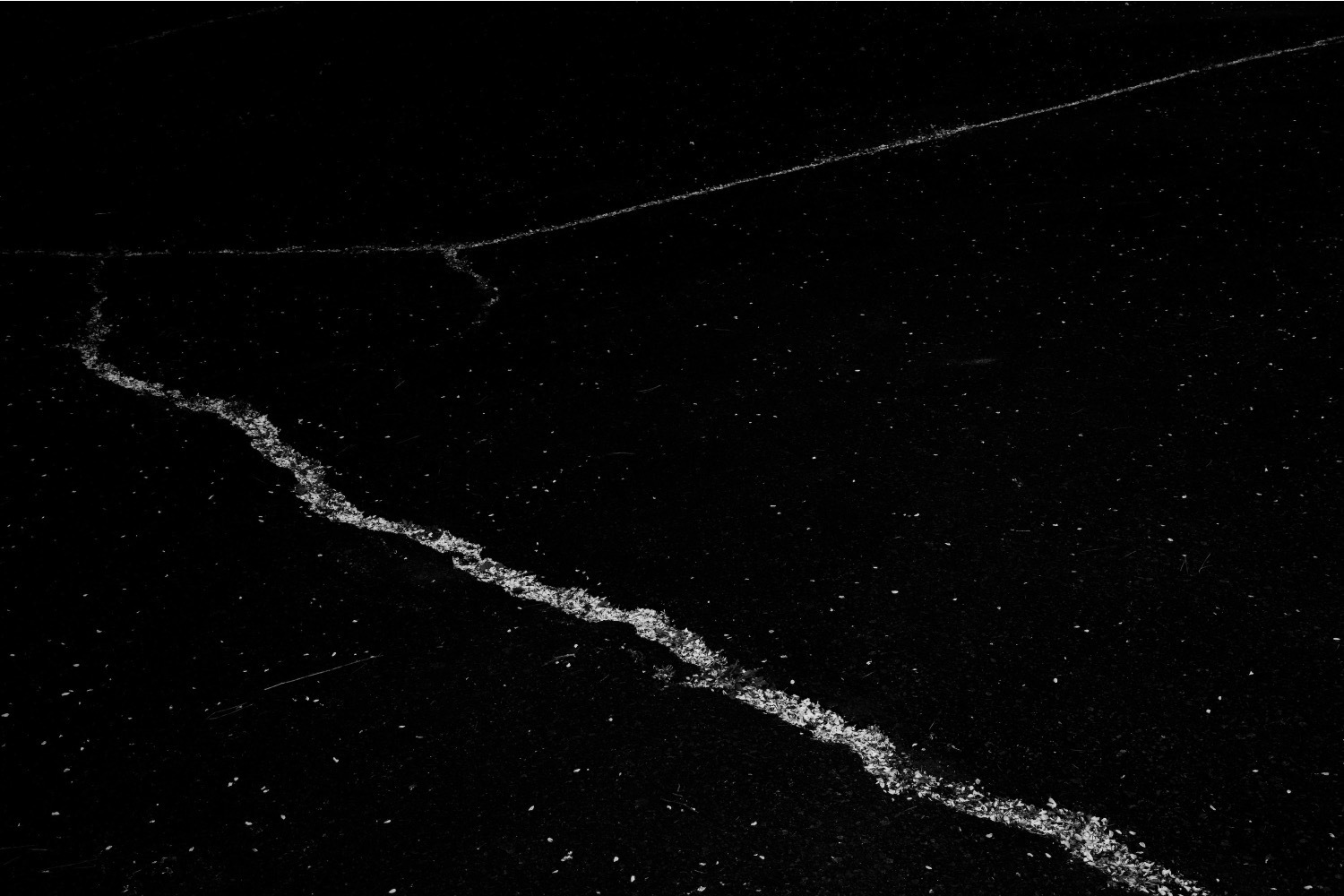 写真｜写真家・高木由利子の展覧会が表参道・GYREで - 桜の儚さや潔さを捉える作品を紹介