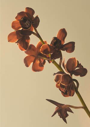 パドカレ(pas de calais) 2024年春夏ウィメンズコレクション  - 写真26