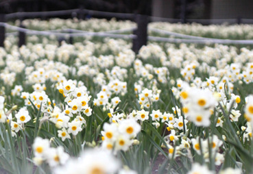「花と光のムーブメント」葛西臨海公園で、“20万輪のスイセン”を幻想的にライトアップ｜写真4