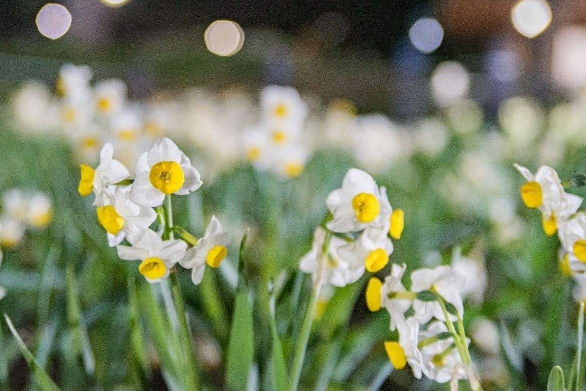 フラワーパーク(花庭園)｜「花と光のムーブメント」葛西臨海公園で、“20万輪のスイセン”を幻想的にライトアップ