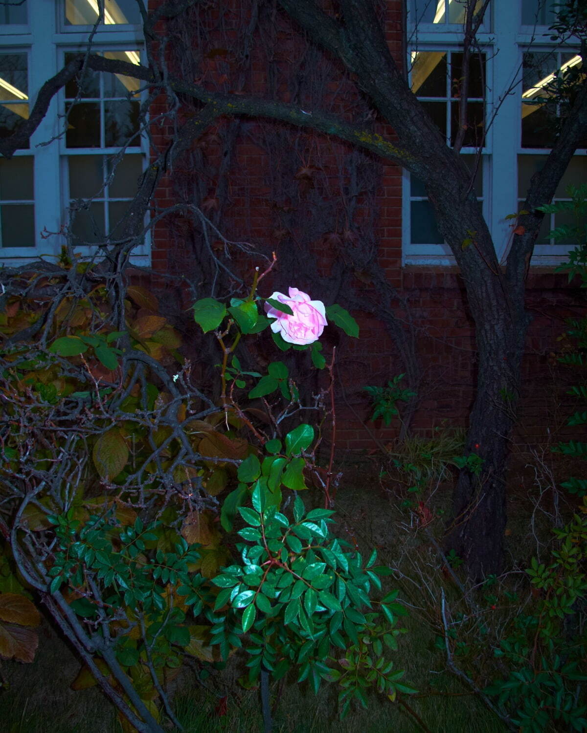 ジュヴェナイル ホール ロールコール(JUVENILE HALL ROLLCALL) 2024-25年秋冬ウィメンズコレクション  - 写真21