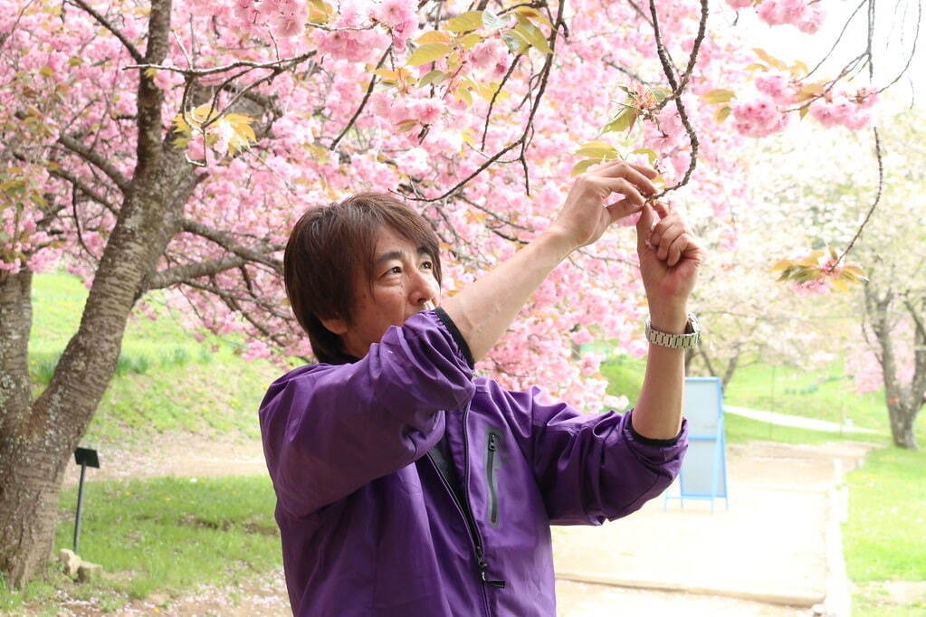 サンクトガーレンから春限定のさくらビール、八重桜の花と葉で風味付けした“飲む桜餅”｜写真6