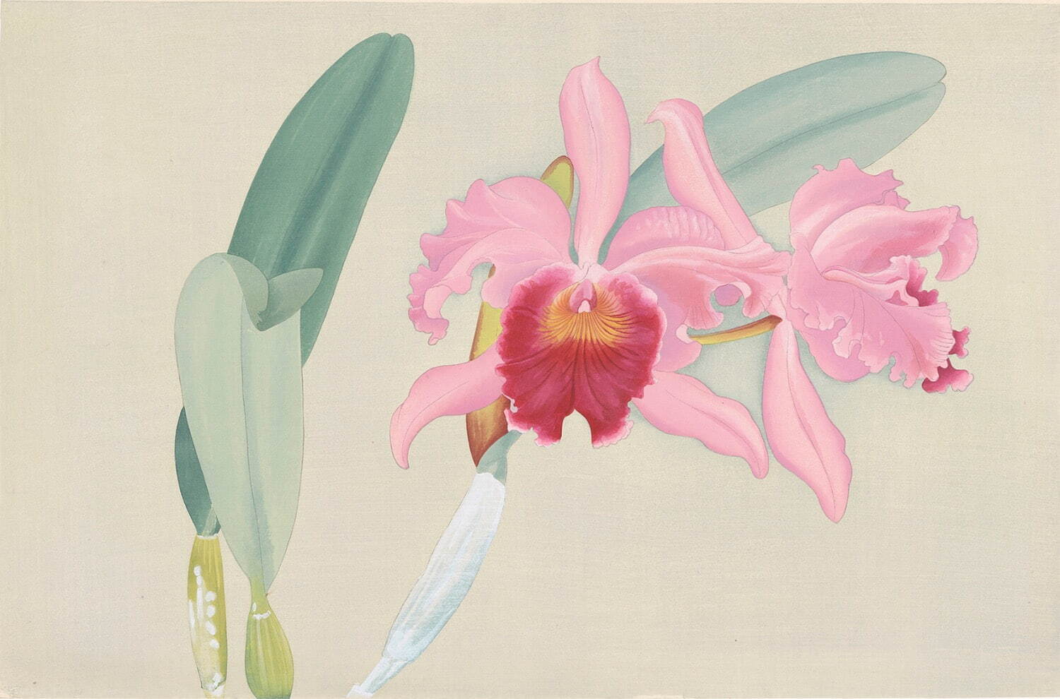 『蘭花譜』 No.72「レリオカトレヤ・ペレウス‘オオヤマザキ’」
アサヒグループ大山崎山荘美術館蔵