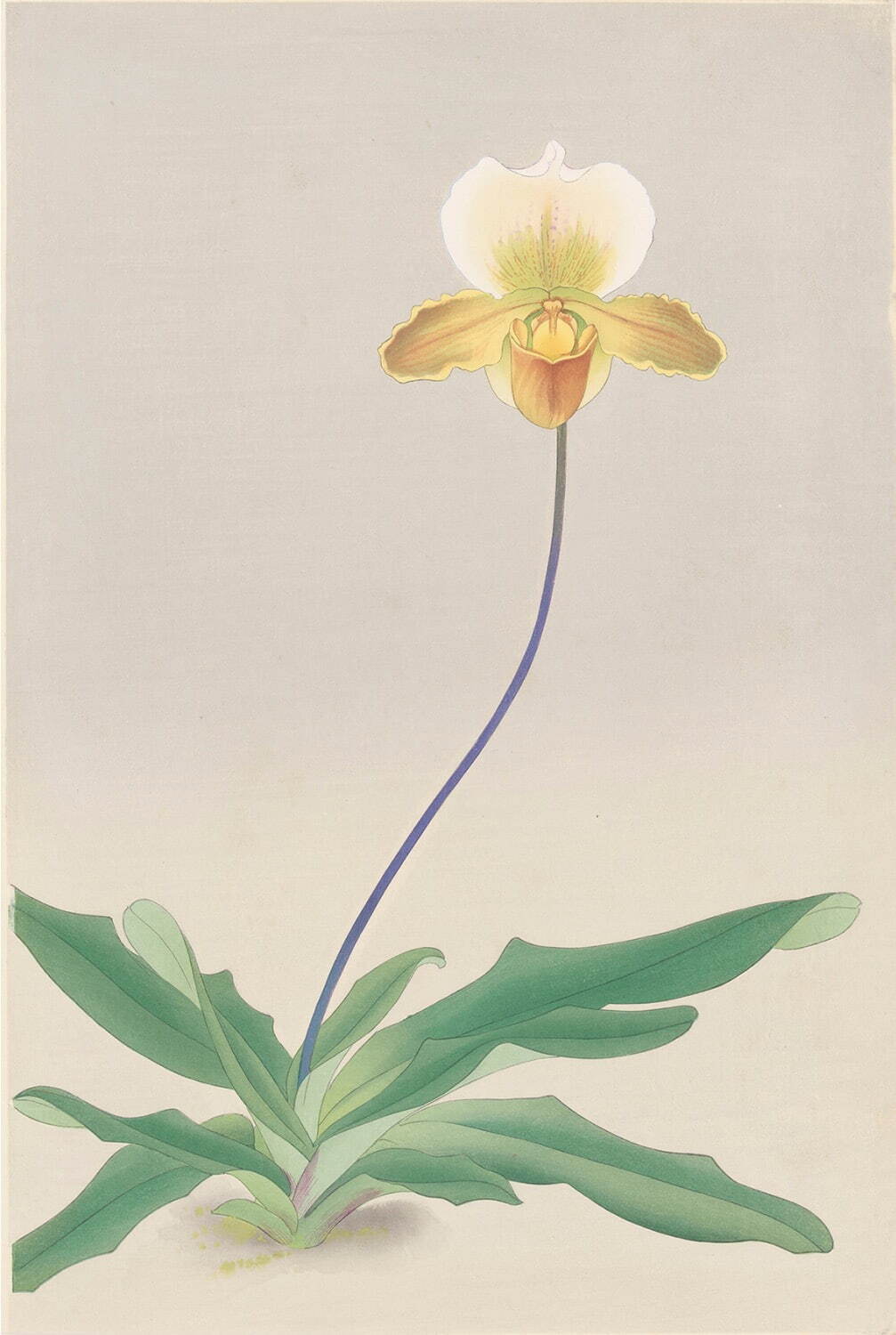 『蘭花譜』 No.40「パフィオペディルム・キング・アルバート」
アサヒグループ大山崎山荘美術館蔵