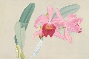 “蘭”の美麗な植物図譜『蘭花譜』全104点を公開する展覧会、京都・アサヒグループ大山崎山荘美術館で