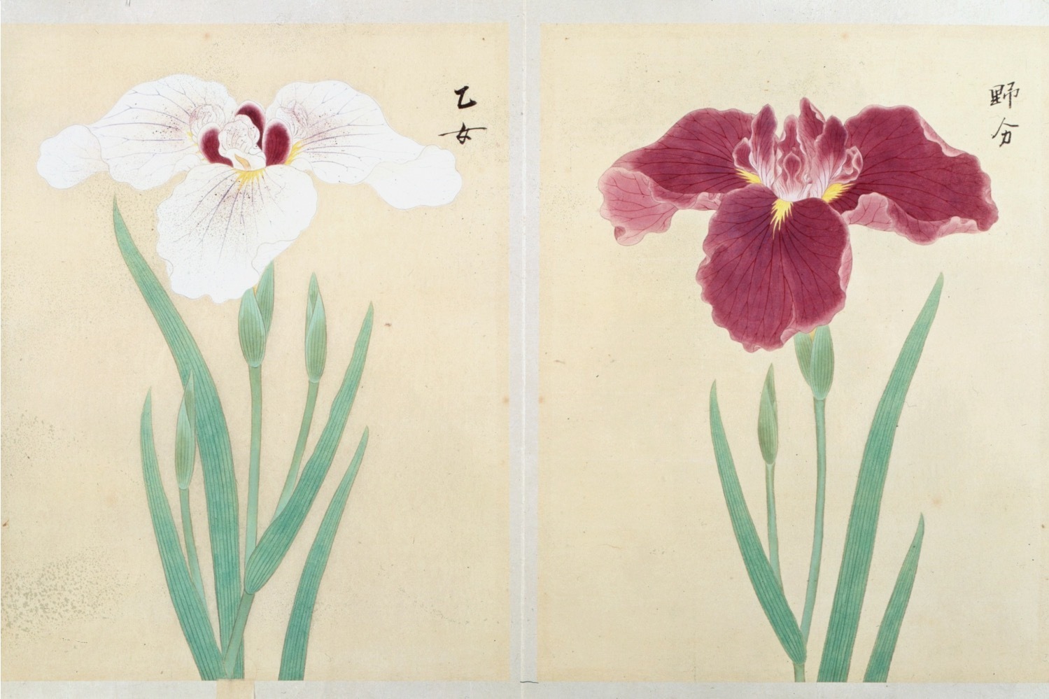 植物｜展覧会「殿さまのスケッチブック」東京・永青文庫で - 動植物を精緻に描いた“博物図譜”を一挙公開