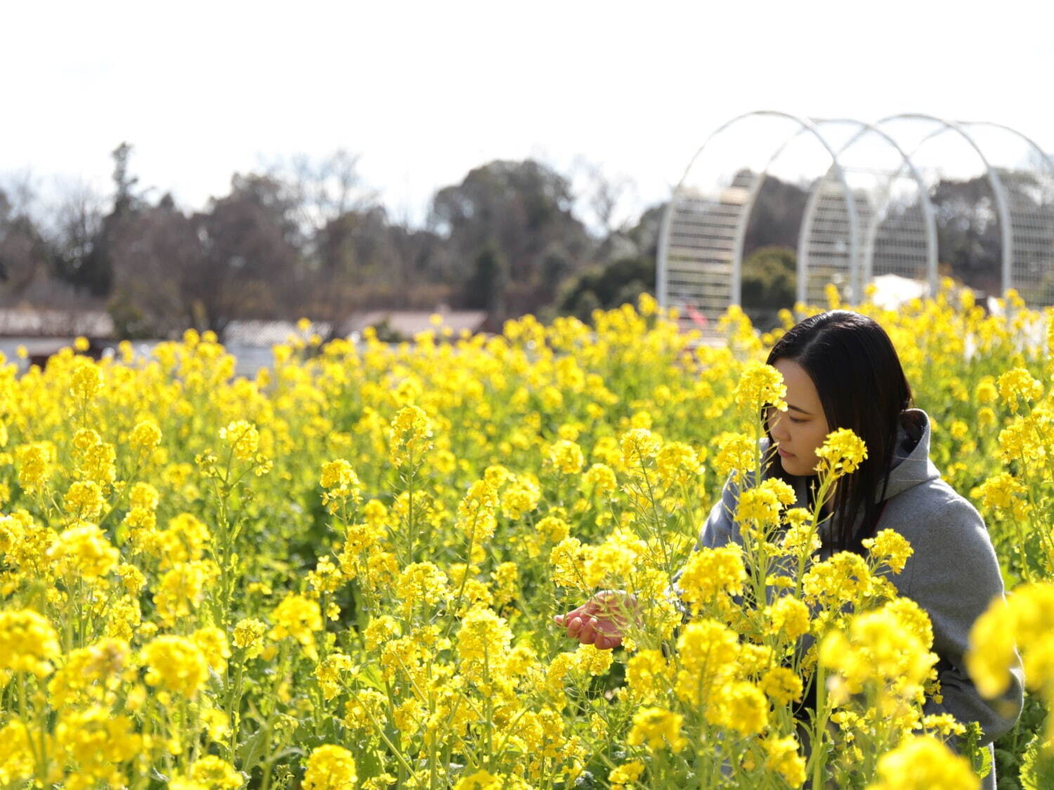 「菜の花」約50万本が咲く“黄色い絨毯”のような花畑、大阪「堺・緑のミュージアム ハーベストの丘」で｜写真3
