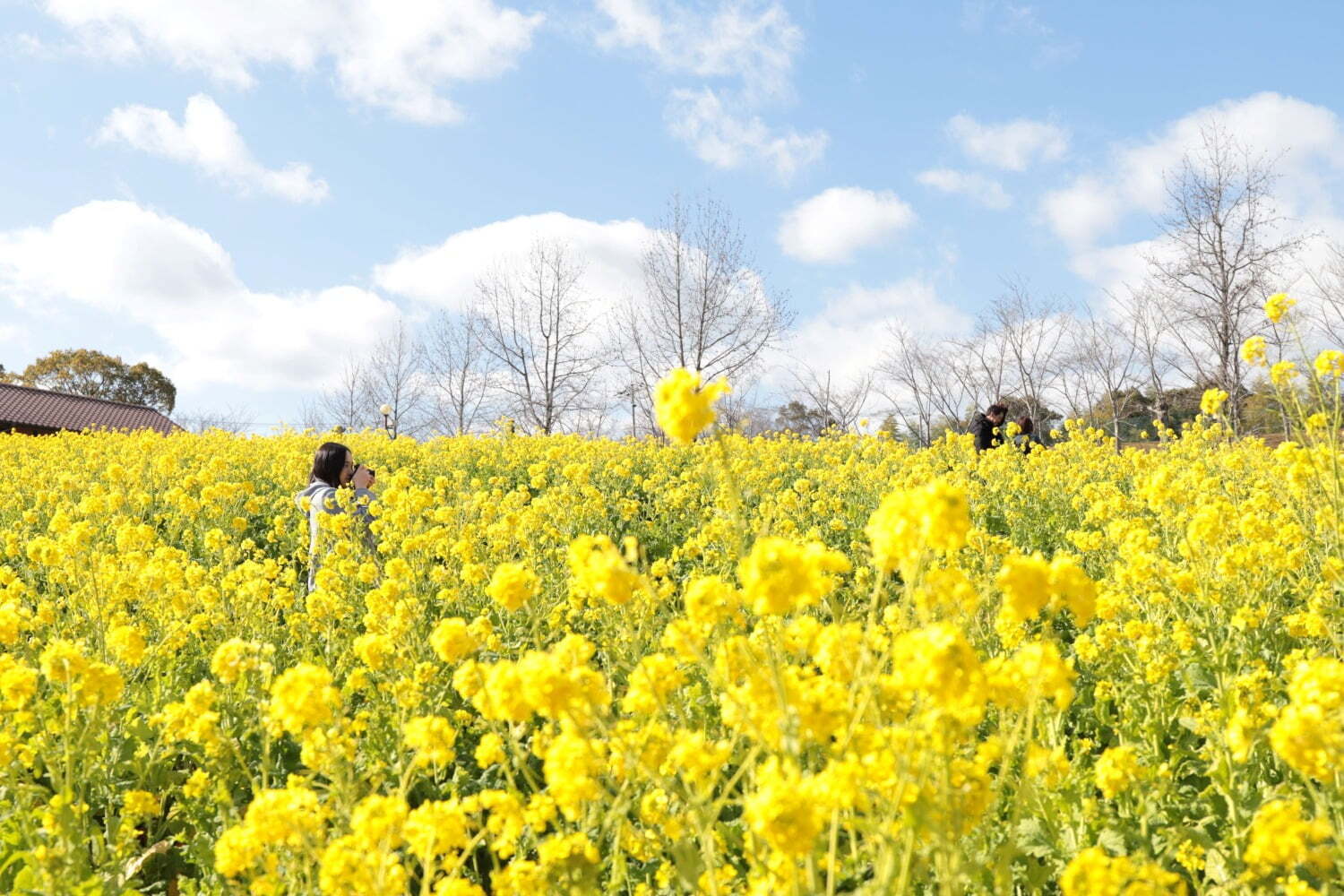 フラワーパーク(花庭園)｜「菜の花」約50万本が咲く“黄色い絨毯”のような花畑、大阪「堺・緑のミュージアム ハーベストの丘」で