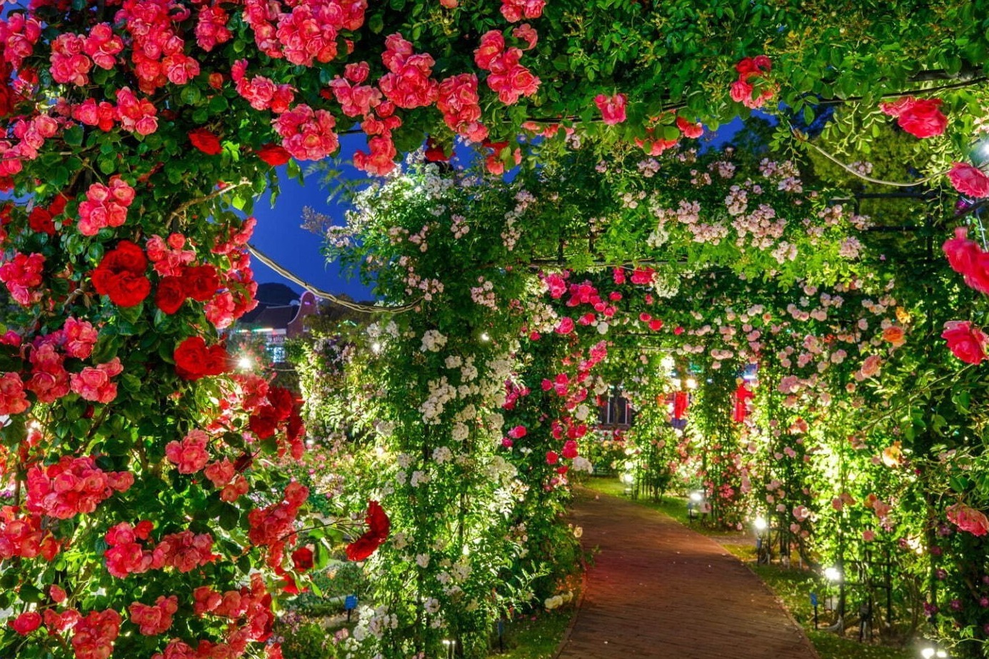 ローズガーデン｜ハウステンボス、100万本のバラが咲き誇る「バラ祭」音楽噴水ショーとの幻想的なコラボやワイン祭も