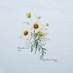 GU×ニューヨークボタニカルガーデンのルームウェア、植物図鑑のような花柄パジャマや花を描いた靴下｜写真7