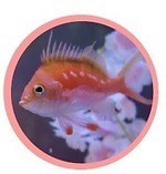 マクセル アクアパーク品川の春イベント「ネイキッド サクラアクアリウム」桜舞う海の世界のお花見｜写真10