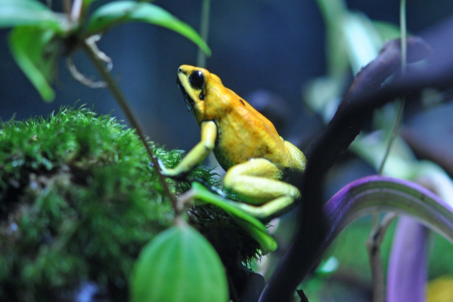 アクアリウム｜特別展「毒毒毒毒毒毒毒毒毒展 極(もうどく展 きわみ)」池袋 サンシャイン水族館に“毒生物”約30種