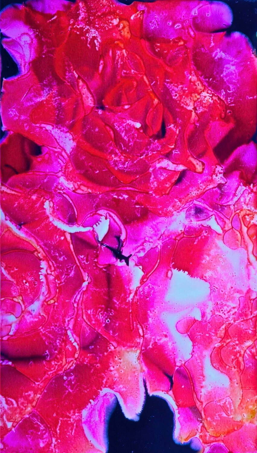 藤原更 《La vie en rose 01》 撮影：2013年 制作：2014年 個人蔵