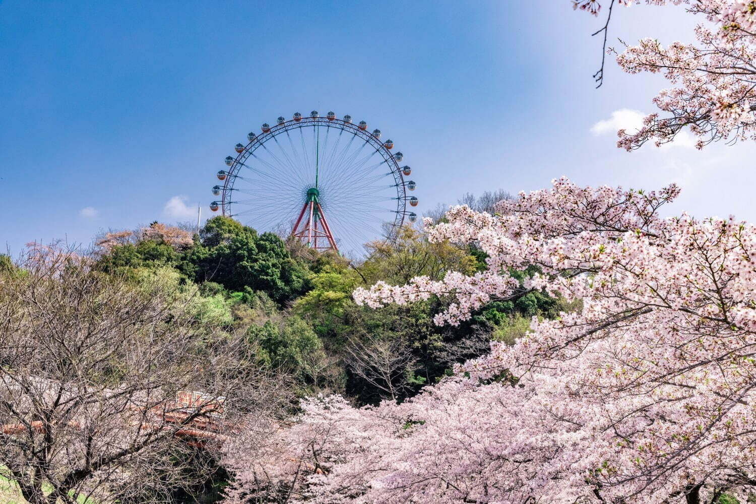 【春イベント2024年】東京ほか全国開催のグルメフェス＆お花見イベント、春のお出かけおすすめスポット｜写真30