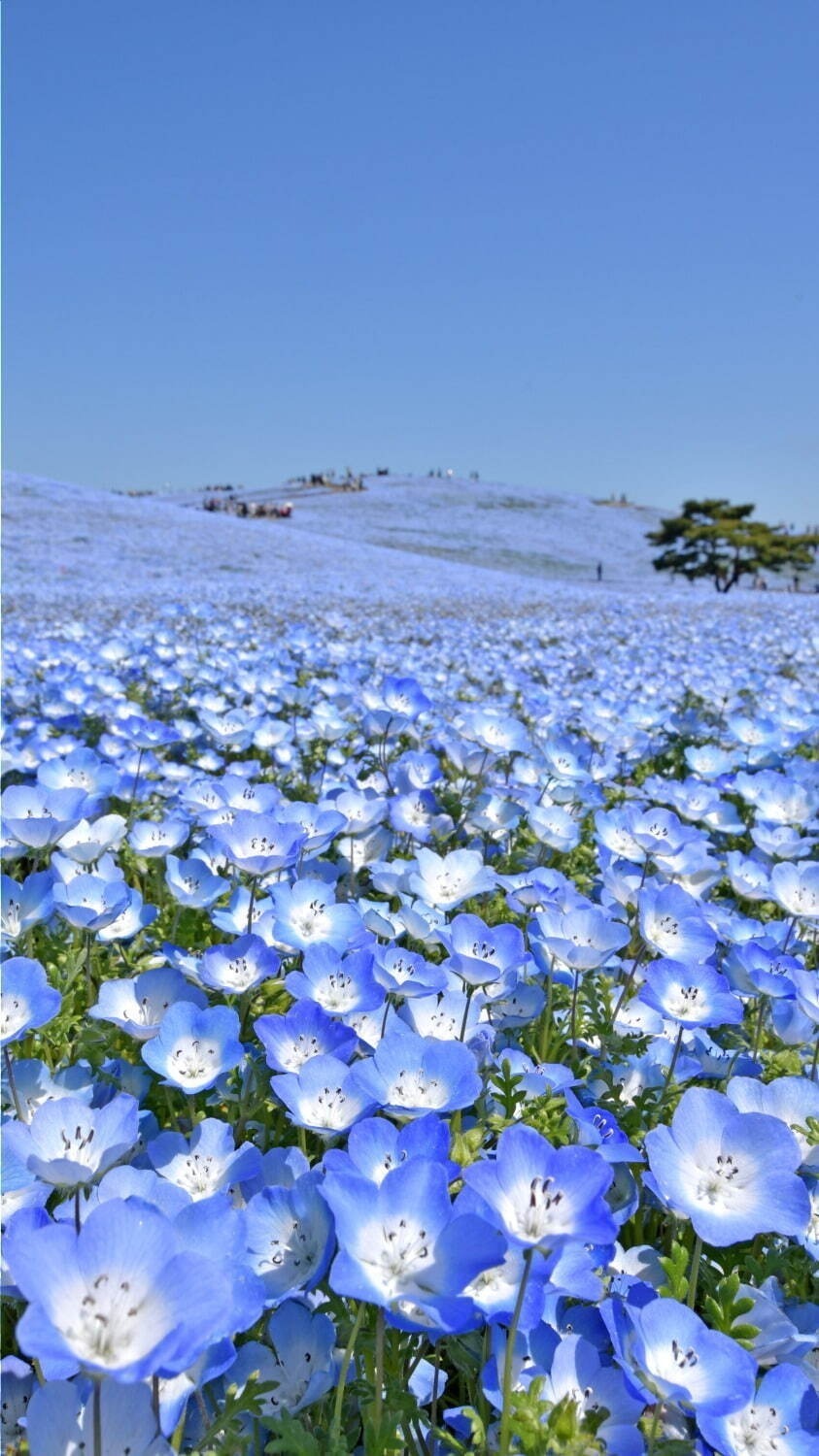 【春イベント2024年】東京ほか全国開催のグルメフェス＆お花見イベント、春のお出かけおすすめスポット｜写真29