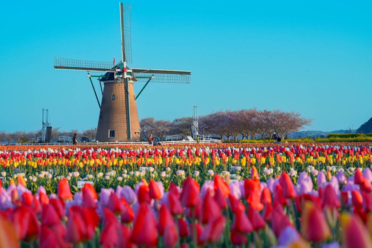 「佐倉チューリップフェスタ2024」