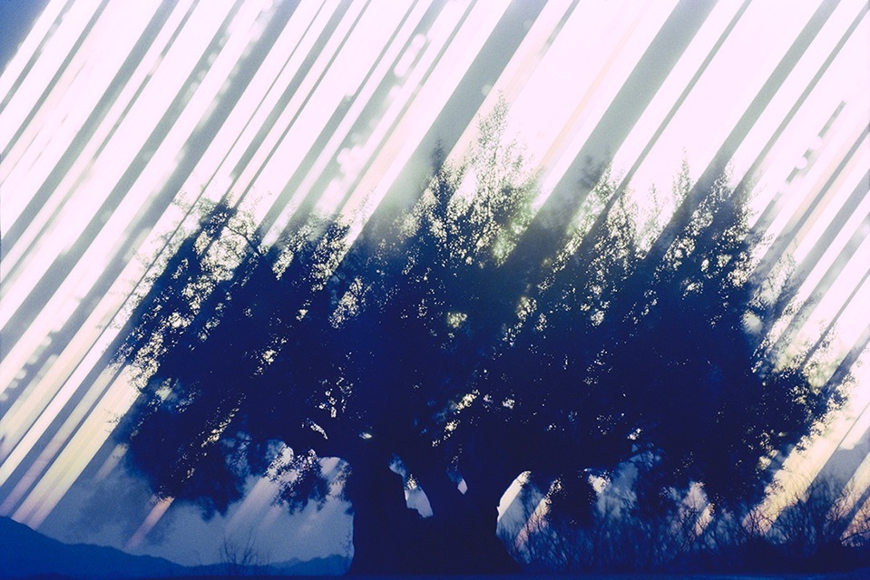 北野謙 《香川県土庄町 小豆島 千年樹 2017年冬至─2018年夏至》
「光を集める」より 2017-18年
インクジェット・プリント 作家蔵