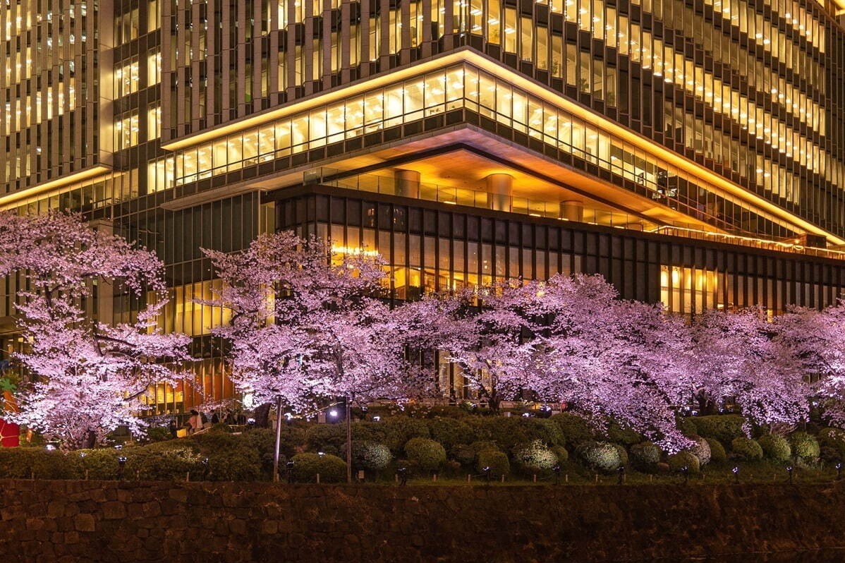 桜アフタヌーンティー｜東京ガーデンテラス紀尾井町の春イベント、“虹色に染まる”夜桜ライトアップ＆「花見弁当」など限定グルメ