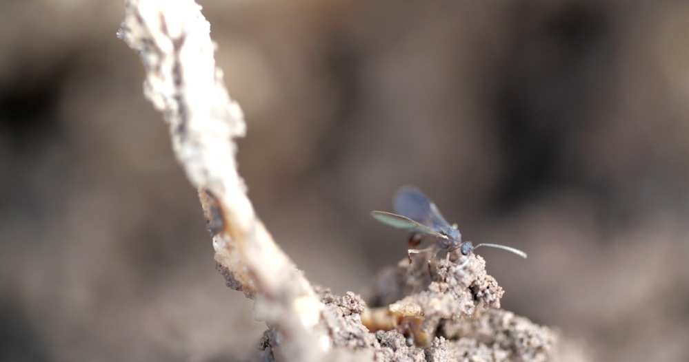 マヤ・ワタナベ 《境界状態》 2019年